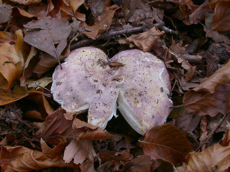 Russula sp.
